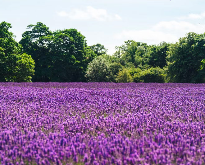 Green Spaces - The Well House